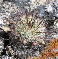 Mammillaria_jaliscana_GM_936.jpg
