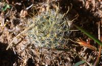 Mammillaria_jaliscana_ssp._zacatecasensis_GM_711.5.jpg