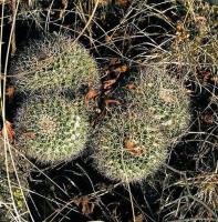 Mammillaria_karwinskiana_GM_530.jpg