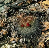Mammillaria_krassuckae_GM_534.jpg
