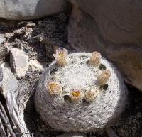 Mammillaria_lasiacantha_GM_1078.7.jpg