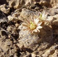 Mammillaria_lasiacantha_GM_1086.1.jpg