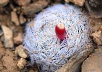 Mammillaria_lasiacantha_GM_1330.jpg