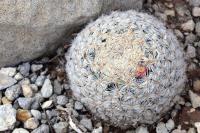 Mammillaria_lasiacantha_GM_1333.jpg