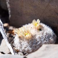 Mammillaria_lasiacantha_GM_1645.2.jpg