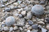 Mammillaria_lasiacantha_GM_829.2.jpg