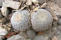 Mammillaria_lasiacantha_GM_901.jpg