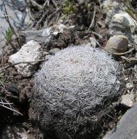 Mammillaria_lasiacantha_GM_968.jpg