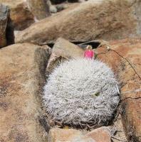 Mammillaria_lasiacantha_GM_993.jpg