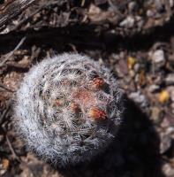 Mammillaria_lasiacantha_ssp._hyalina_GM_1223.jpg