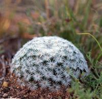Mammillaria_lasiacantha_ssp._hyalina_GM_1226.1.jpg