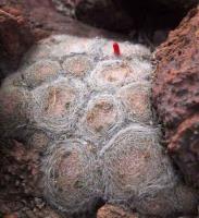 Mammillaria_lenta_GM_1491.jpg