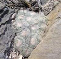 Mammillaria_lenta_GM_882.jpg