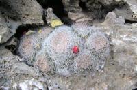 Mammillaria_lenta_GM_908.jpg