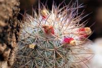 Mammillaria_leona_GM_1331.7.jpg