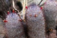 Mammillaria_leona_GM_1331.jpg