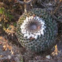 Mammillaria_lloydii_GM_953.jpg