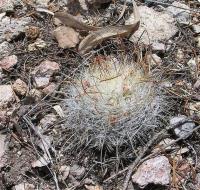Mammillaria_longiflora_GM_971.4.jpg