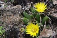 Mammillaria_longimamma_GM_1368.1.jpg