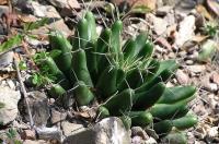 Mammillaria_longimamma_GM_780.3.jpg