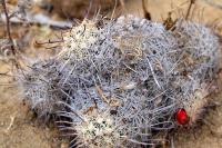 Mammillaria_louisae_GM_1296.jpg