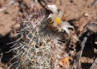 Mammillaria_louisae_GM_1303.jpg