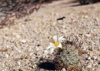 Mammillaria_louisae_GM_1309.4.jpg