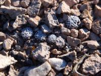 Mammillaria_luethyi_GM_1505.jpg