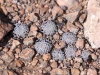 Mammillaria_luethyi_GM_1647.jpg