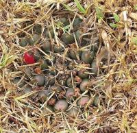 Mammillaria_magnimamma_GM_1029.jpg