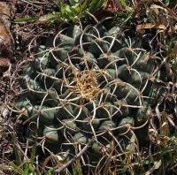 Mammillaria_magnimamma_GM_1259.5.jpg