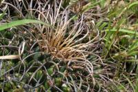 Mammillaria_magnimamma_GM_1370.jpg