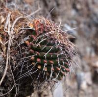 Mammillaria_magnimamma_GM_1610.22.jpg
