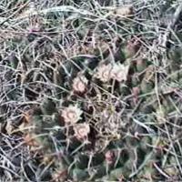Mammillaria_magnimamma_GM_559.jpg