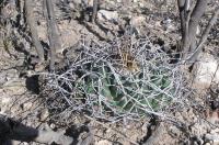 Mammillaria_magnimamma_GM_947.jpg