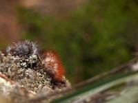 Mammillaria_marcosii_GM_1539.1.jpg
