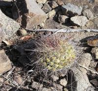 Mammillaria_maycobensis_GM_976.1.jpg