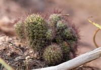 Mammillaria_mazatlanensis_GM_1264.1.jpg