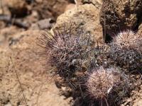 Mammillaria_mazatlanensis_GM_1265.1.jpg