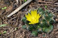 Mammillaria_melaleuca_GM_1357.1.jpg