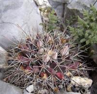 Mammillaria_melanocentra_GM_1066.1.jpg