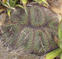 Mammillaria_melanocentra_GM_1067.jpg