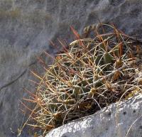 Mammillaria_melanocentra_GM_1073.2.jpg