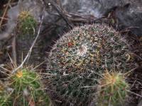 Mammillaria_melanocentra_GM_1505.8.jpg