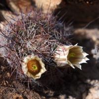 Mammillaria_melanocentra_GM_1649.7.jpg