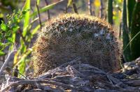 Mammillaria_melanocentra_GM_849.jpg