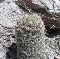 Mammillaria_microcarpa_GM_976.7.jpg
