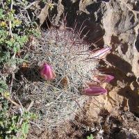 Mammillaria_microcarpa_GM_987.jpg