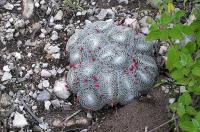 Mammillaria_microthele._GM_784.jpg