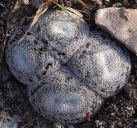 Mammillaria_microthele_GM_1256.7.jpg